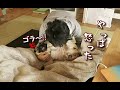 お腹にブーされるとキレる愛犬に再びブーしてみたらやっぱキレた パグ犬ぷぅ Pug｜田舎暮らし