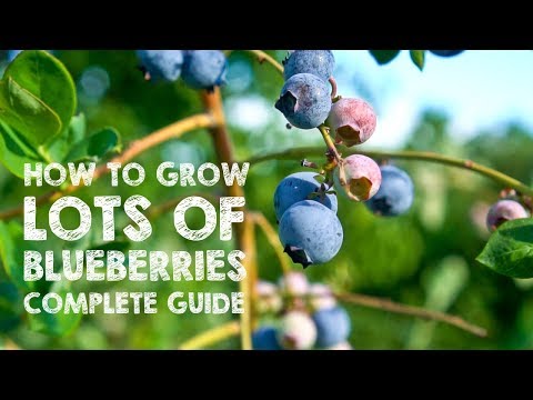Video: Elizabete Blueberry: šķirnes apraksts, īpašības. stādot mellenes