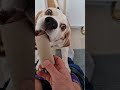 Charlie the beagle to the rescue