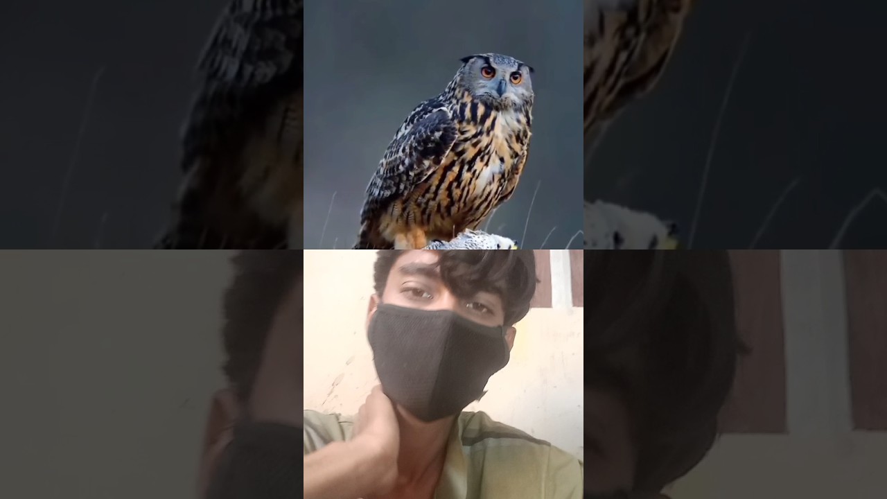 🫨 Eagle 🦅 Owl 🦉😲Vs peregrine Falcon 