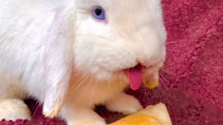 Funny White Rabbit Licking Melon