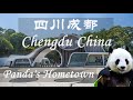 Chengdu china  pandas hometown  most visited tourist attractions