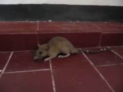 Cara Membasmi Tikus dg Racun + Selai Kacang Cara Membasmi Tikus dg Racun + Selai Kacang
