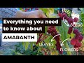 Everything you need to know about Amaranth from growing and harvesting to eating and storing