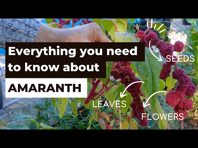 Everything you need to know about Amaranth from growing and harvesting to eating and storing class=