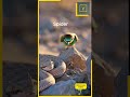 Can you spot the Snake before it strikes? PART 07 (Arizona/Texas Vibes)  #wildanimals