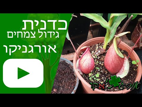 וִידֵאוֹ: איך מגדלים צמח לוכד זבובים