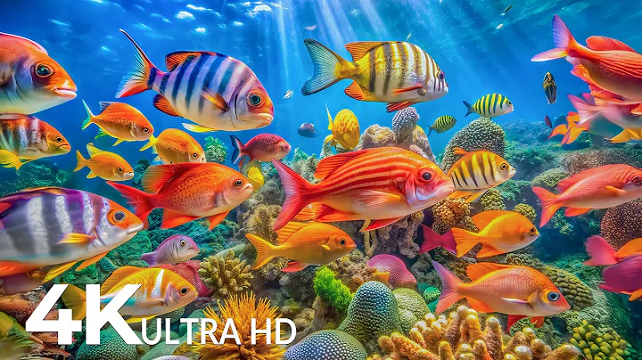 The Best 4K Aquarium - Explore the Underwater World and Beautiful Coral Reef Fish for Deep Sleep #64
