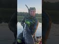 Поиски Cома в кувшинках - подводная охота в Башкирии. #подводнаяохота #spearfishing #рыбалка #сом