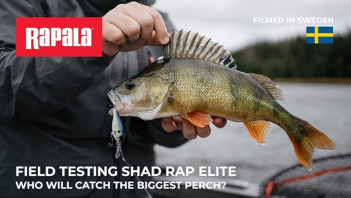 NEW Rapala® Shad Rap® Elite 