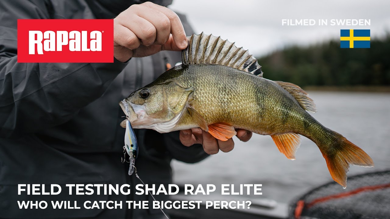 Field testing Shad Rap Elite - Who will catch the biggest perch? 