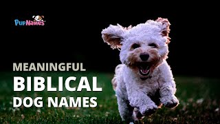 60+ BIBLICAL DOG NAMES for Christians (& Meanings!) | PupNames.com