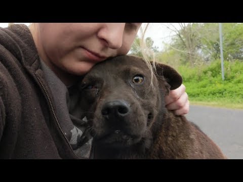 Video: Takket være deg, har to fosterhunder full bølger etter å ha blitt dumpet på gata