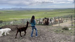 Hand-Shearing 19 Alpacas (2022) by Big Horn Mountain Alpacas 1,822 views 1 year ago 29 minutes