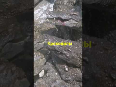 Крокодилы - одни из самых древних рептилий #крокодилы #дикиеживотные #природа