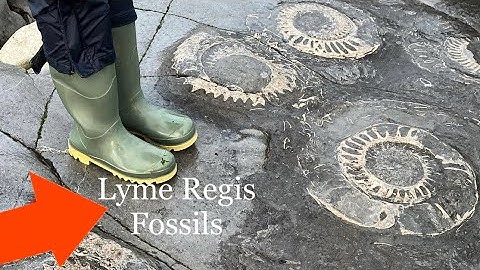 Fossil Hunting At Lyme Regis