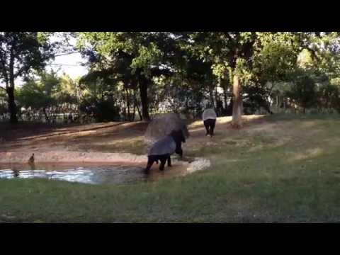 Tapirs. Тапиры.