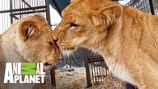 Reencuentro de una mamá leona con sus cachorros | The Dodo: En busca de héroes | Animal Planet