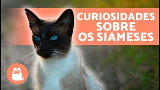 10 CURIOSIDADES sobre o GATO SIAMES Descubra