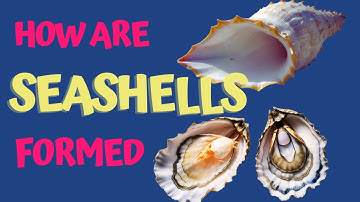 How Do Marine Animals Make Their Shells #seashell