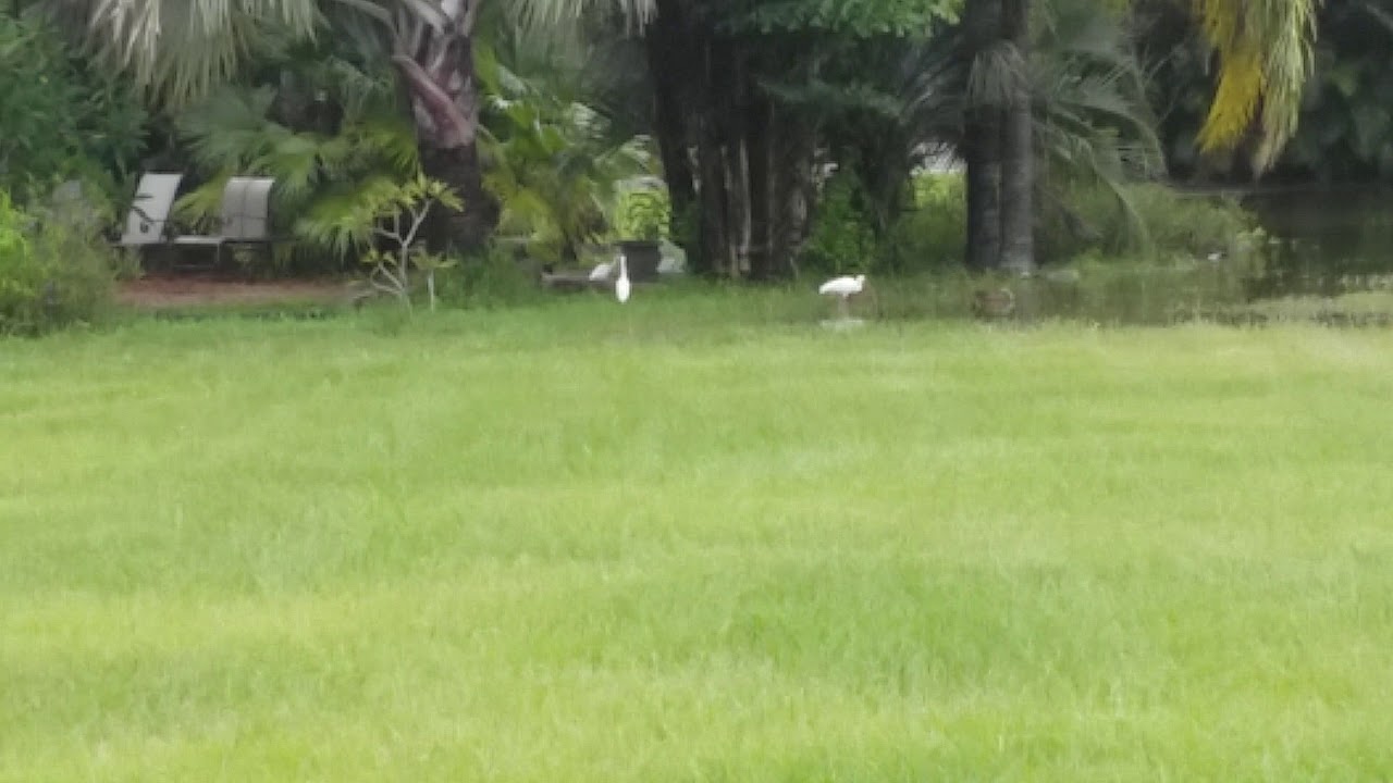 Harbour Watch HOA Storm Water Accumulation Video 8 29 2017 2 YouTube