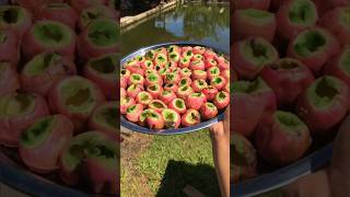 Download Lagu Buah kalangkala asli kalimantan #buahkalangkala #kalangkala MP3