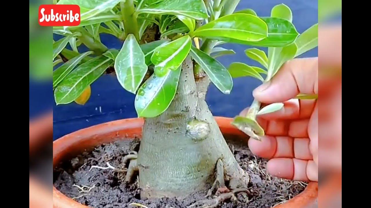 How to Propagate Adenium in Egg shell and Use Aloe vera To Make Root Growing Fast YouTube