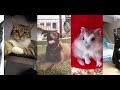 What is the name of my animals