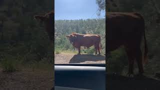 Cow Tipping