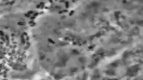 OspC3 hijacks caspase 4-dependent epithelial death