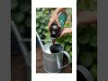 Top 5 Organic Fertilizers for Veggies #garden