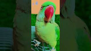 mitwa kaise baitha hai tu #parrot #trending #talkingparot #funny #shortvideo #reels #viral # #cute 🦜