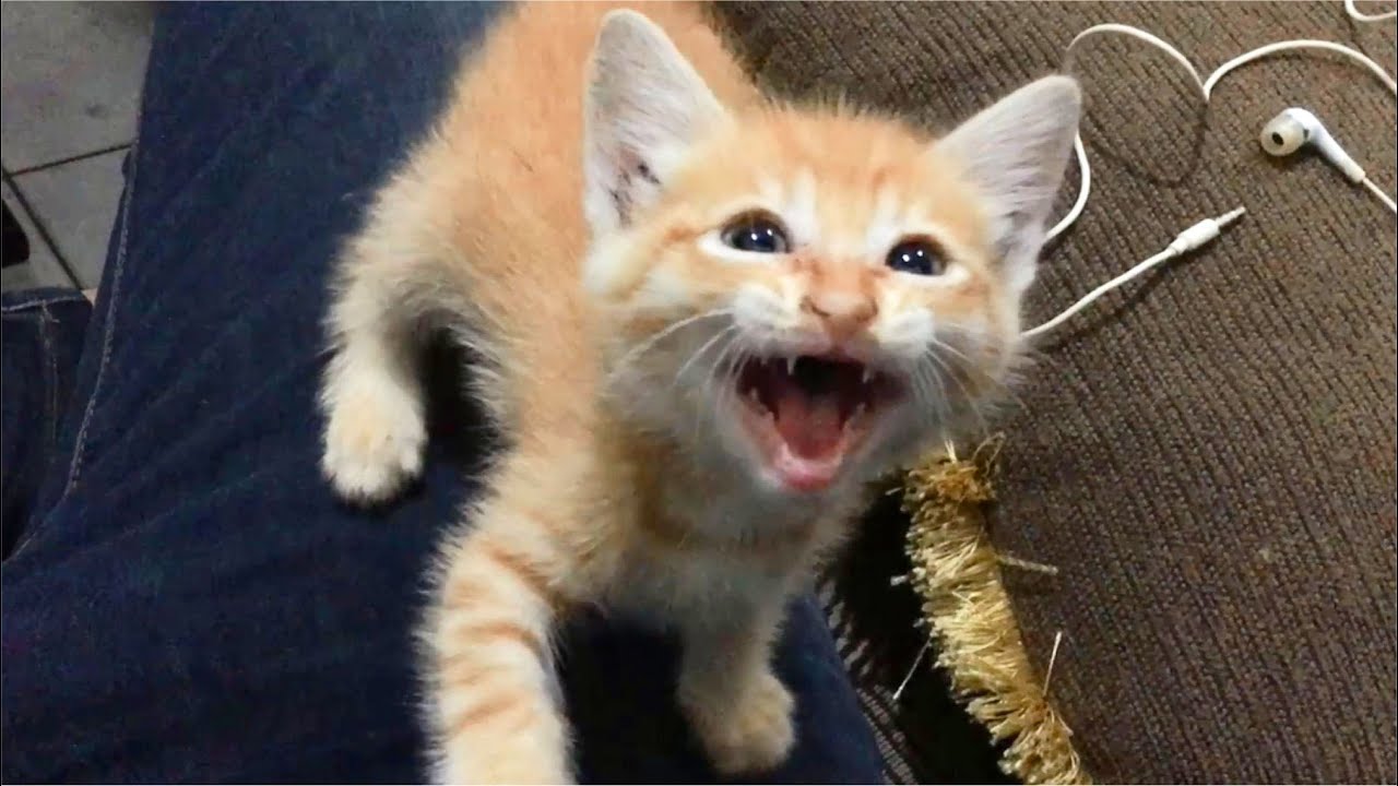 Many Kittens Meowing Loudly Because They Want To Sleep On My Lap - YouTube