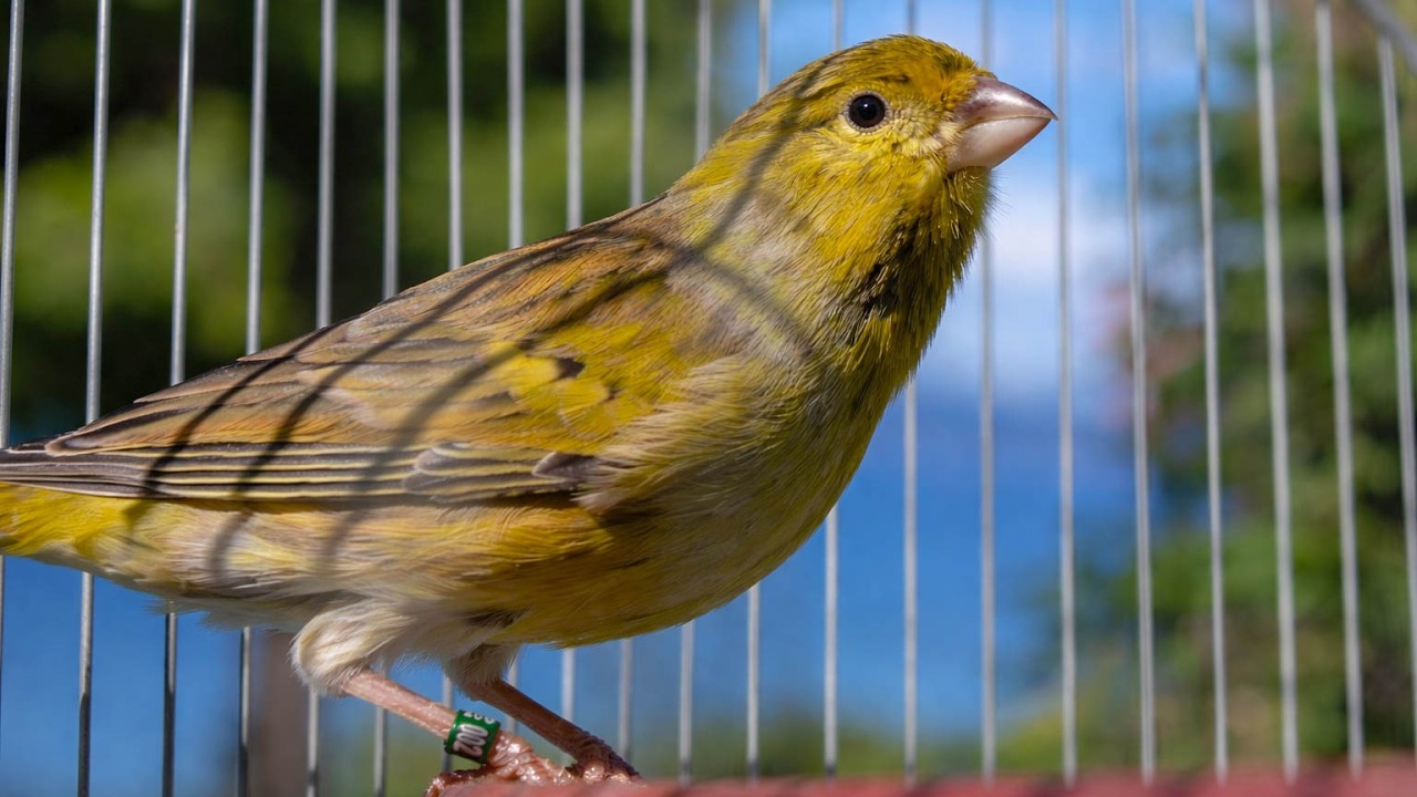 Relaxing Canary Song – Canary Singing Video