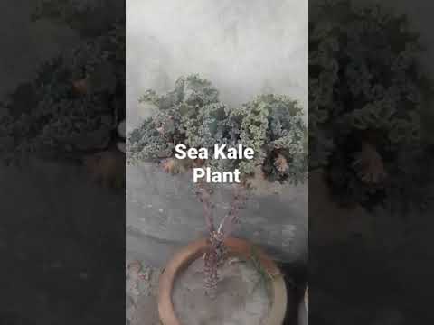 Video: Cordifolia-merikaalin kasvit: tietoa suurkaalia kasvatuksesta