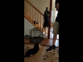 Crate training-Long Haired Dachsund Crate training-Long Haired Dachsund