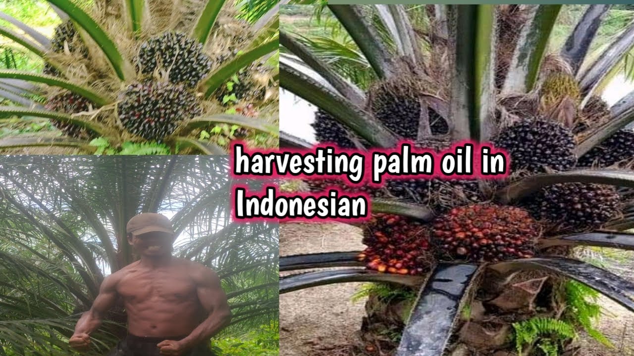 superior oil palm harvesting Dumpy PPKS has big big fruit || besar besar buah PPKS dumpy