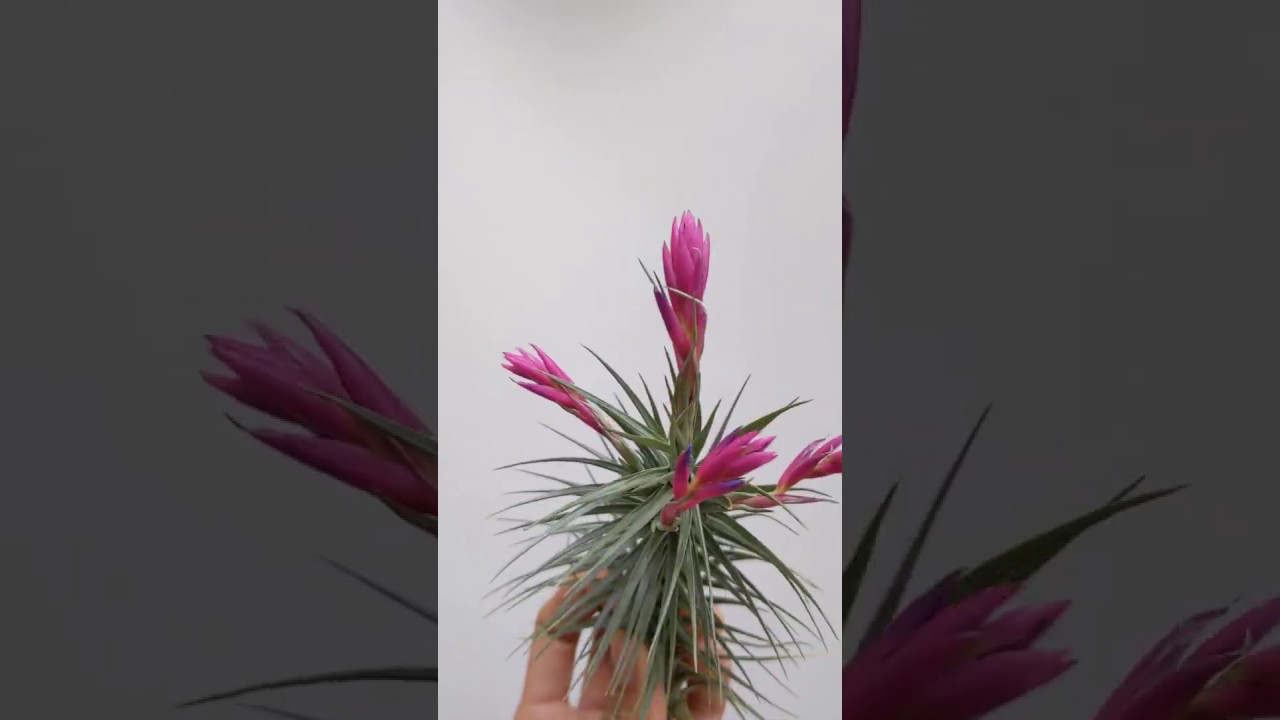 Air Plant Collection BLOOMING Air Plants For Sale!! Tillandsia