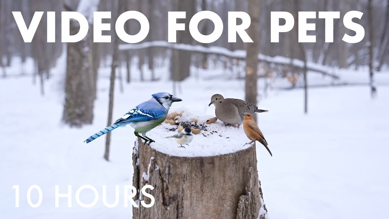 Cat TV for Pets to Watch 🐱 - Doves, Jays, Cardinals and Birds in a Snowy Forest - Jan 29, 2026