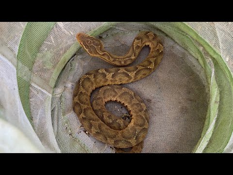 쇠살모사 구조 (아주 조심히) Gloydius Ussuriensis Rescue (Ussuri Pit Viper)