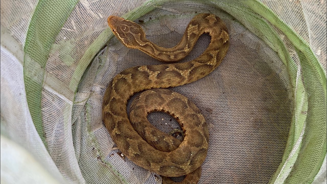 쇠살모사 구조 (아주 조심히) Gloydius Ussuriensis Rescue (Ussuri Pit Viper)