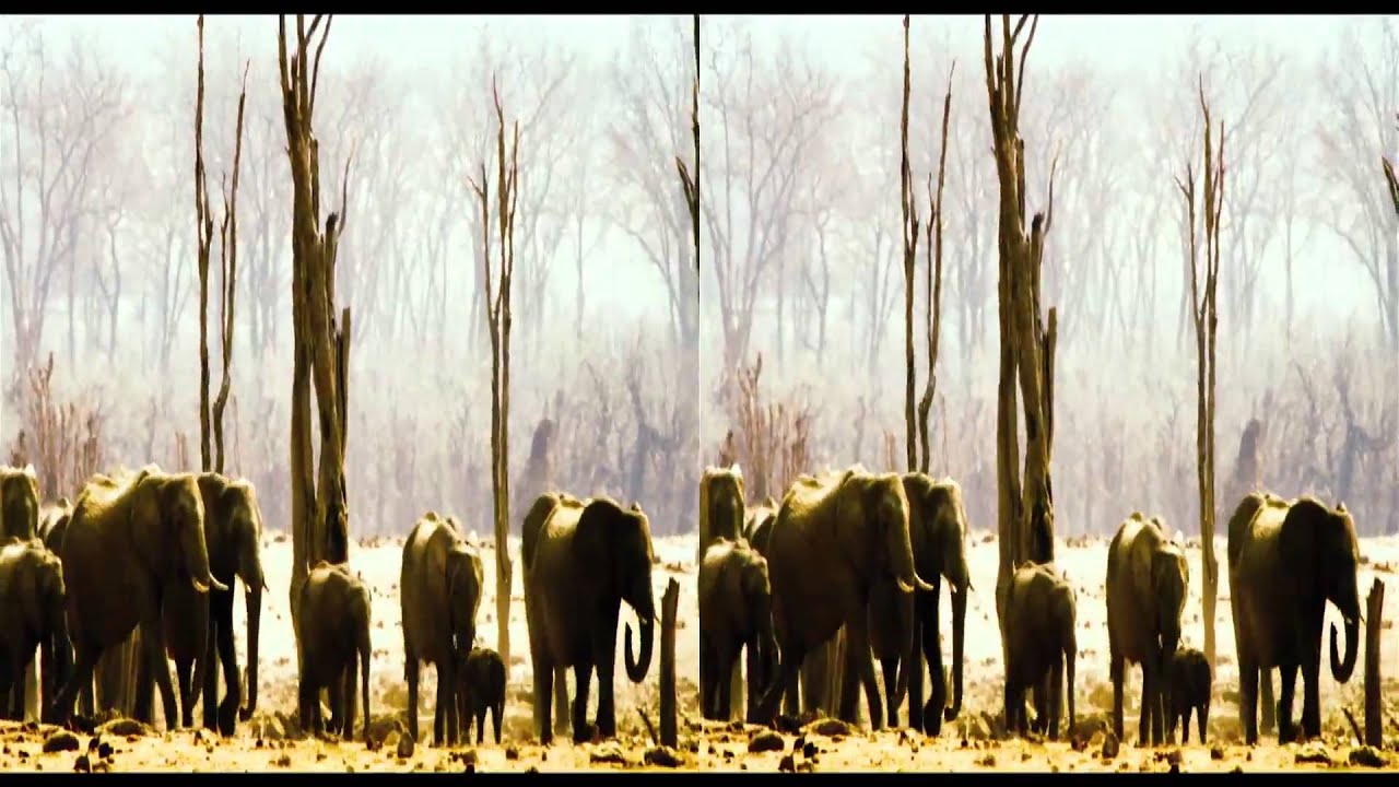 Afrika Das Magische Königreich Stream Afrika Das Magische Königreich Stream