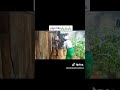 Huyo Amepatwa Akiiba Kuku Akakunywe Pombeрџ Јрџ Јрџ Јрџ Јрџ Јрџ Јрџ Јрџ Ґрџ Ґрџ Ґрџ Ґрџ Ґ Huyo Amepatwa Akiiba Kuku Akakunywe Pombeрџ Јрџ Јрџ Јрџ Јрџ Јрџ Јрџ Јрџ Ґрџ Ґрџ Ґрџ Ґрџ Ґ