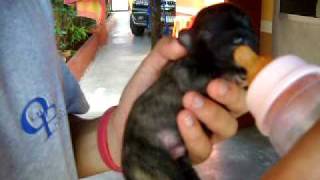 DSCN0617.avi