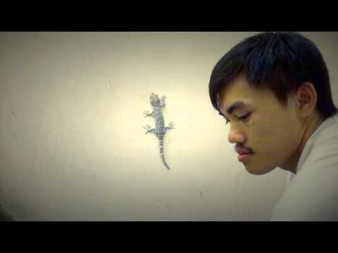 Video Tắc kè leo tường và ăn mồi (Gecko climbing and feeding) - youtube