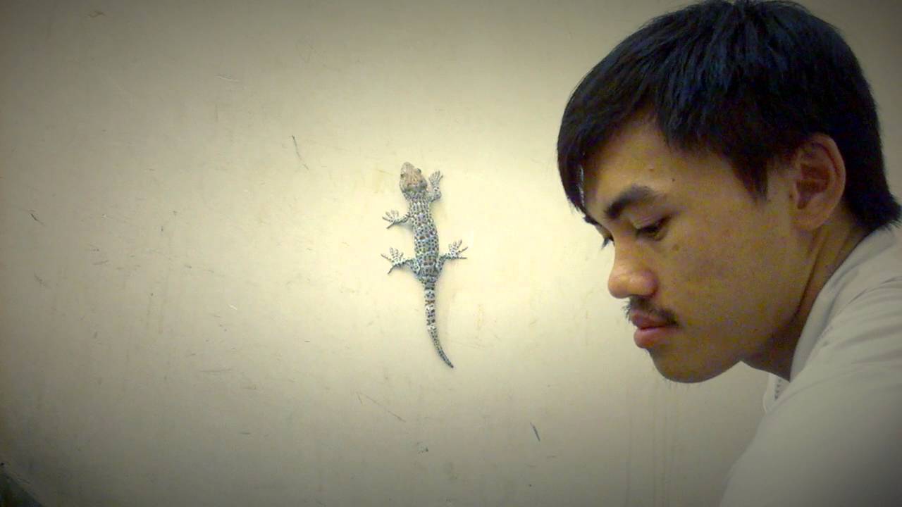Gecko wall climbing and eating (Tắc kè leo tường và ăn mồi) - YouTube