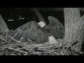 Decorah Eagles Nest Mom vs Mouse