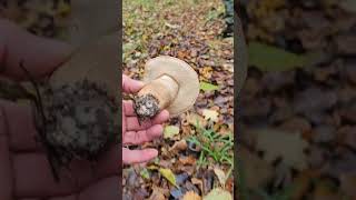 грибы, подосиновик, осенью, в осиновом лесу