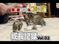【畑に捨てられた子猫】ノンちゃんボーちゃん成長記録Vol02＃猫＃保護猫＃cat