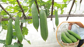 How to grow luffa in a container easily and requires little care - Bountiful harvest